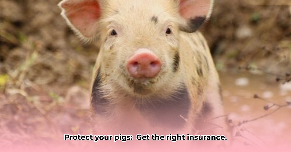 piggery-insurance